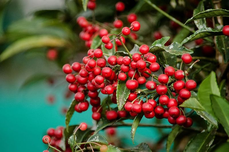 Ardisia crenata cuidados arbusto baya Navidad hola decoracion 02