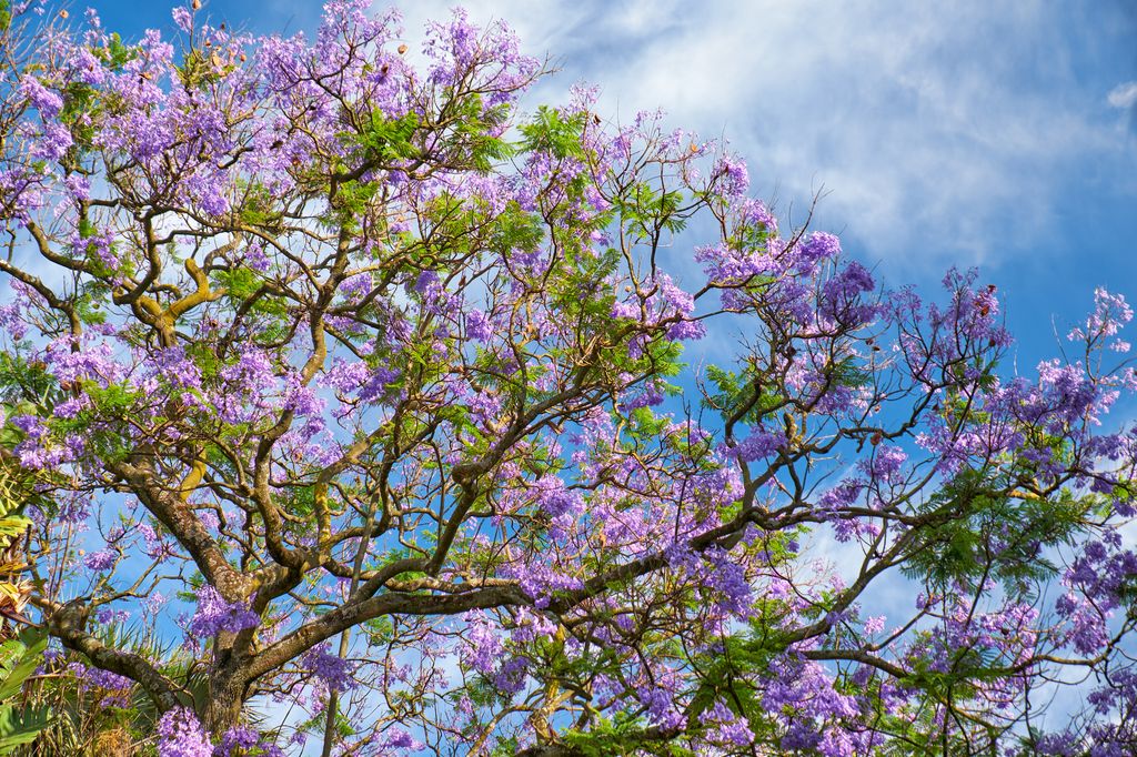 Jacaranda mimosifolia