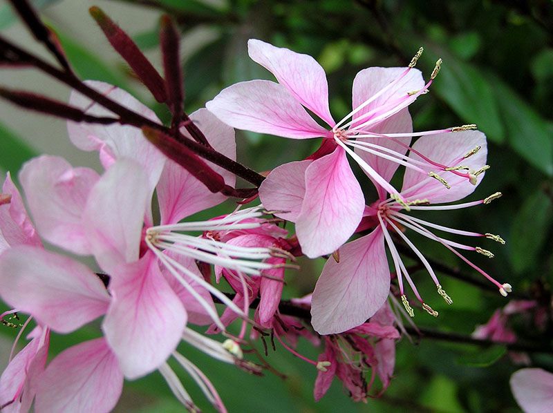 cuidados gaura 4