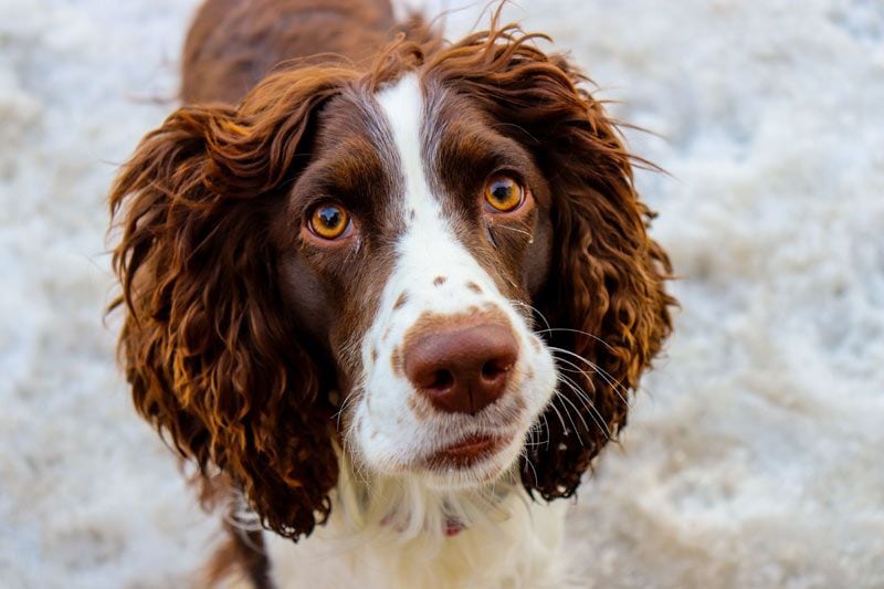 springer spaniel 2a