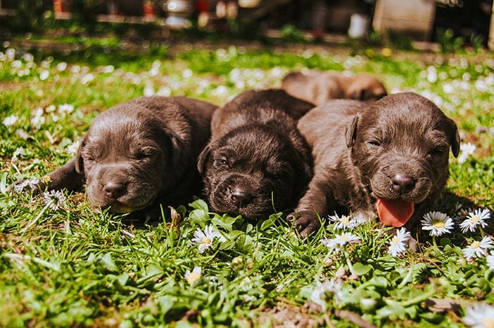 Todo lo que necesitas saber para recibir a un cachorro en casa