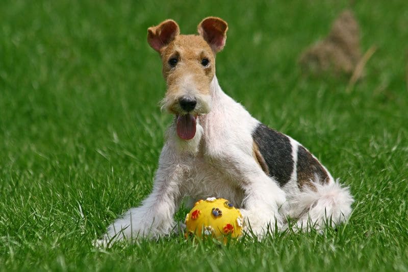 fox terrier 6a