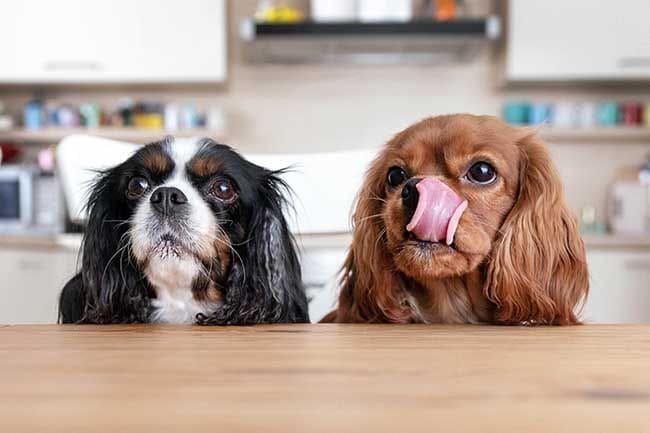 Así es una alimentación equilibrada de un perro menor de un año