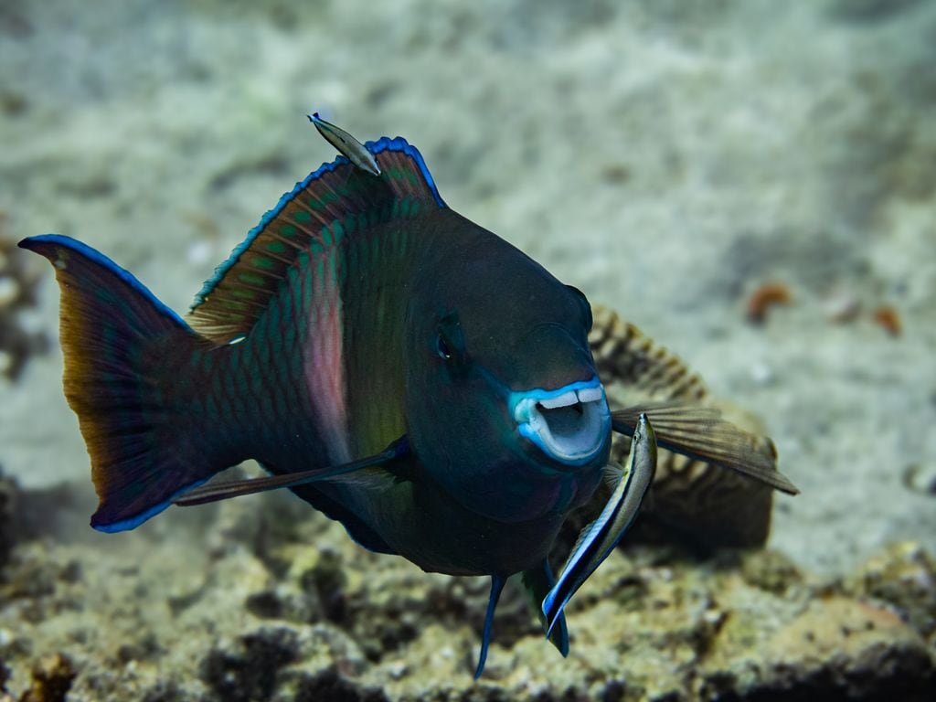 Parrotfish love to be washed.