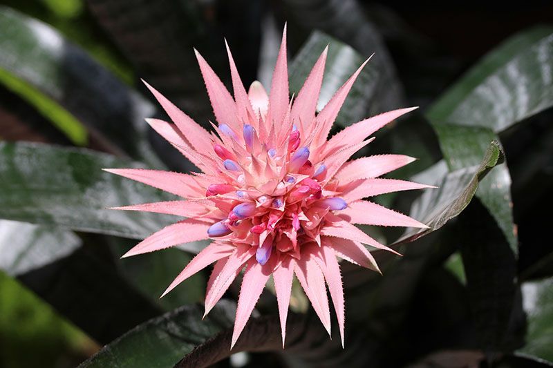 cultivar bromelia 1