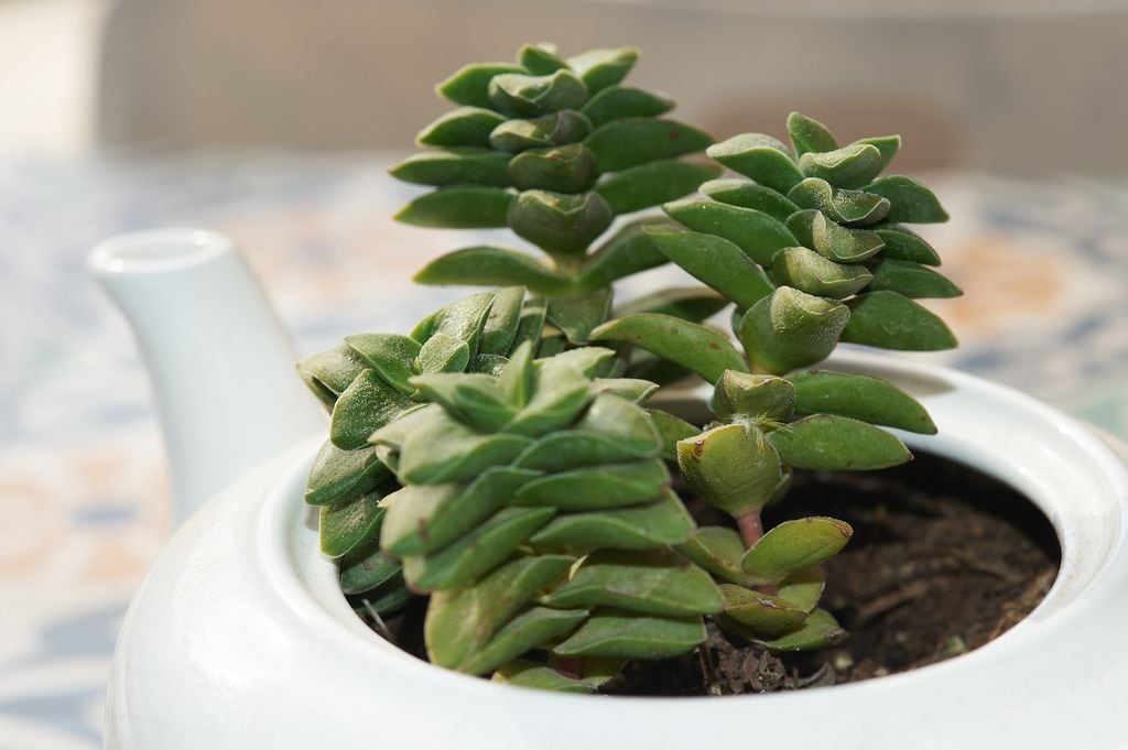 crassula perforata o planta acordeon