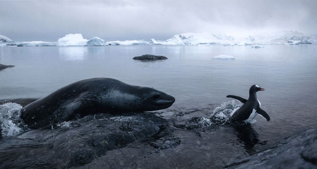 foca pinguino 