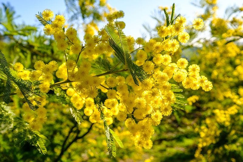 primeras plantas florecen 2