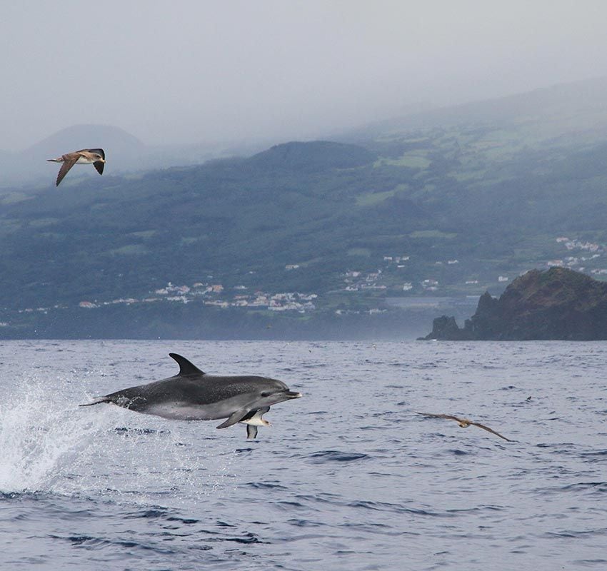 Avistamiento de delfines en la isla de Pico, islas Azores, Portugal