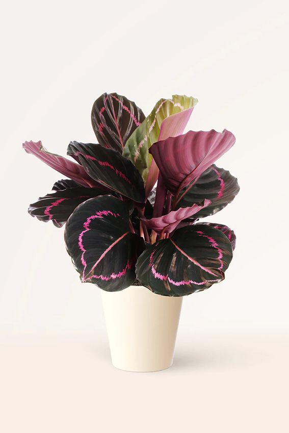 calathea roseopicta 06a