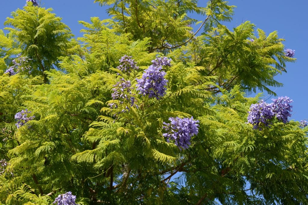 Jacaranda (Jacaranda mimosifolia)