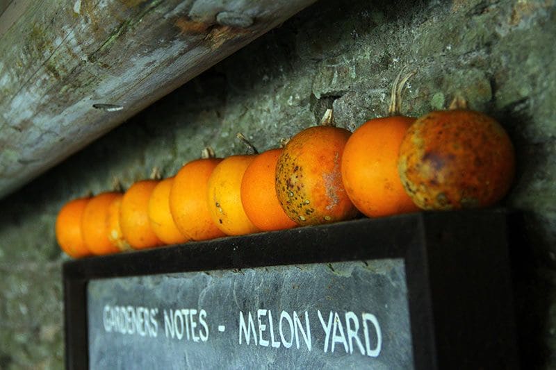 jardines-heliganMelon-Yard-2014