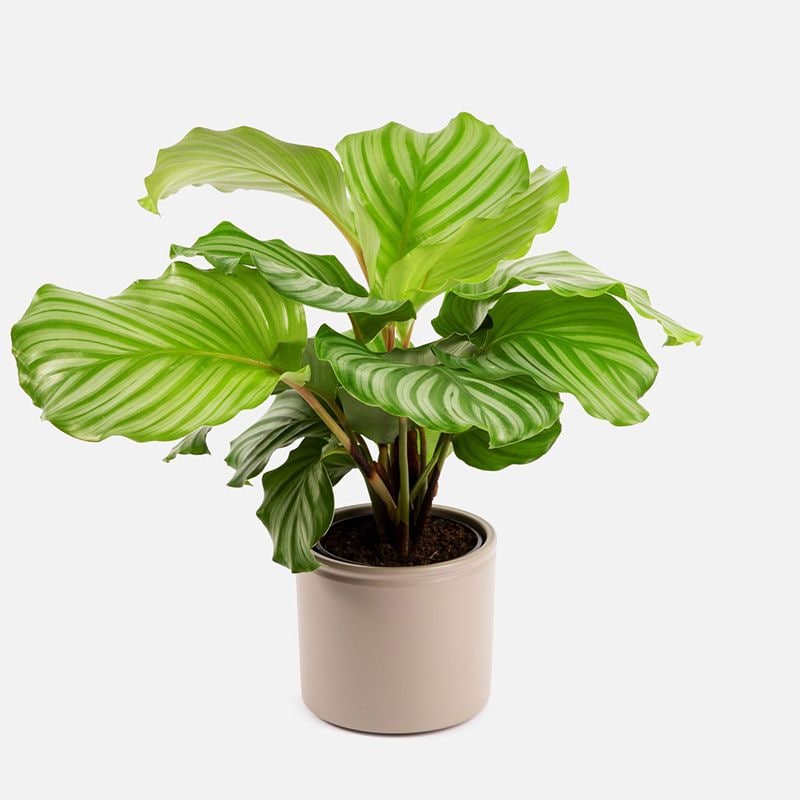 calathea orbifolia 05a