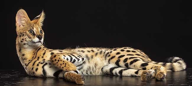 Gato Savannah, como tener un leopardo en casa