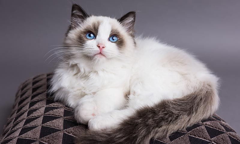 raza gato Ragdoll carinoso