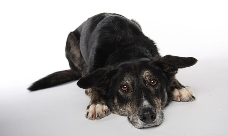 razas de perros para ninos mestizo 15