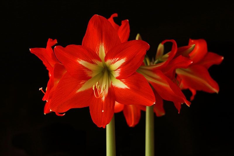 cultivar amarilis 6