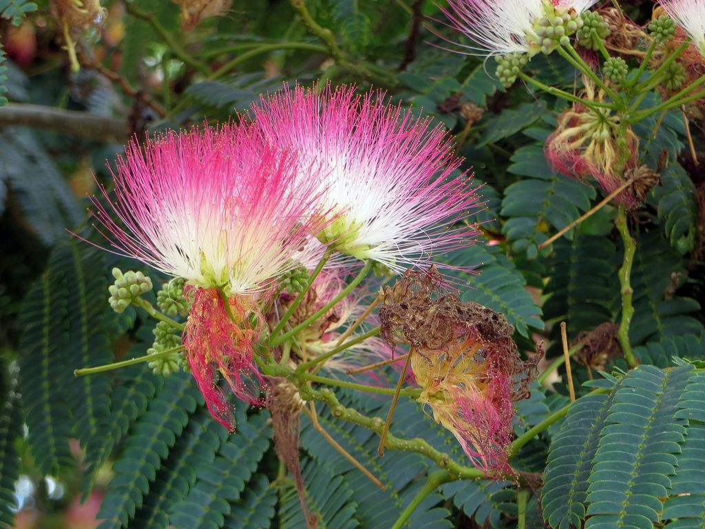 Albizia julibrissin o acacia de Constantinopla