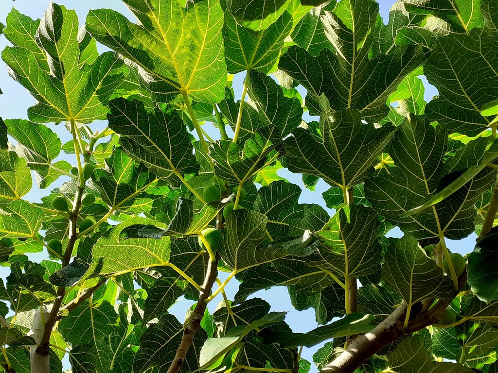 Higuera (Ficus carica)