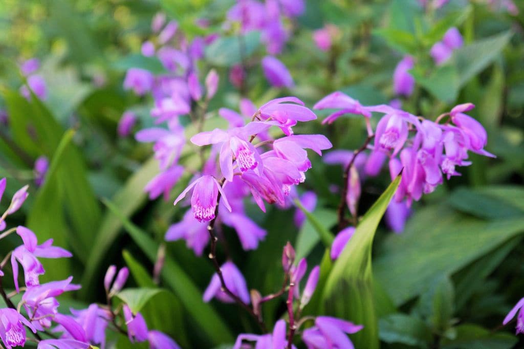  Bletilla Striata u orquídea terrestre