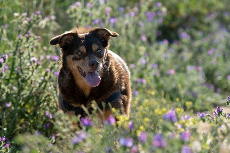 03 perros ciegos consejos mejorar calidad vida