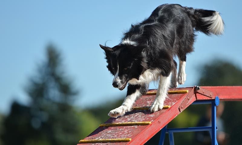 border collie