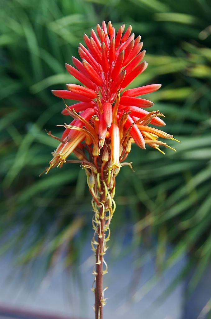 Flor de aloe vera