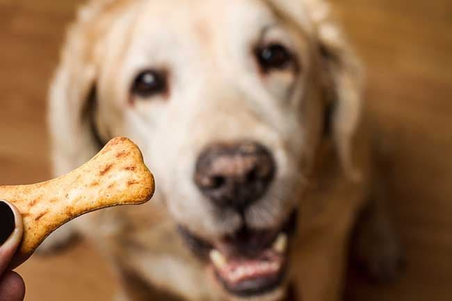 Cuándo es útil y cuando es perjudicial darle chuches a tu perro