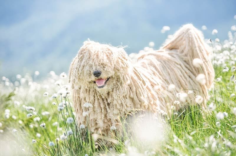 istock puli