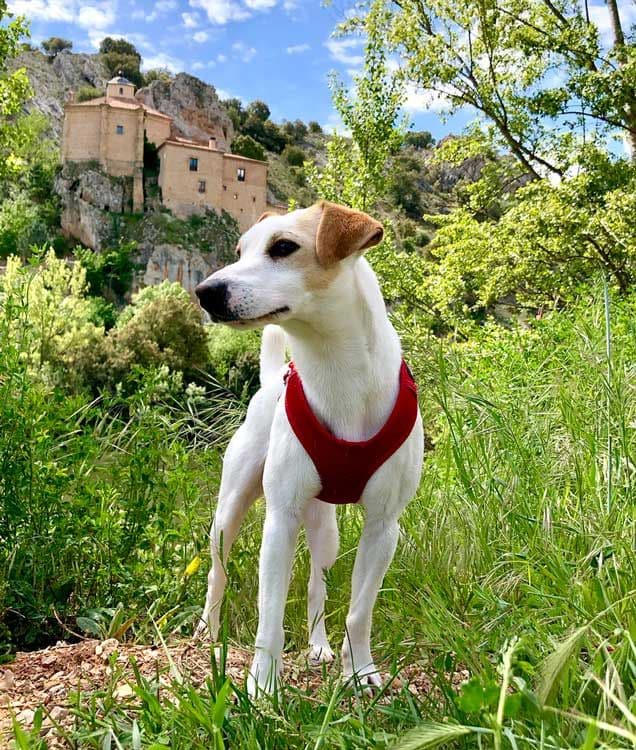 Pipper explorando España junto a Pablo, su dueño