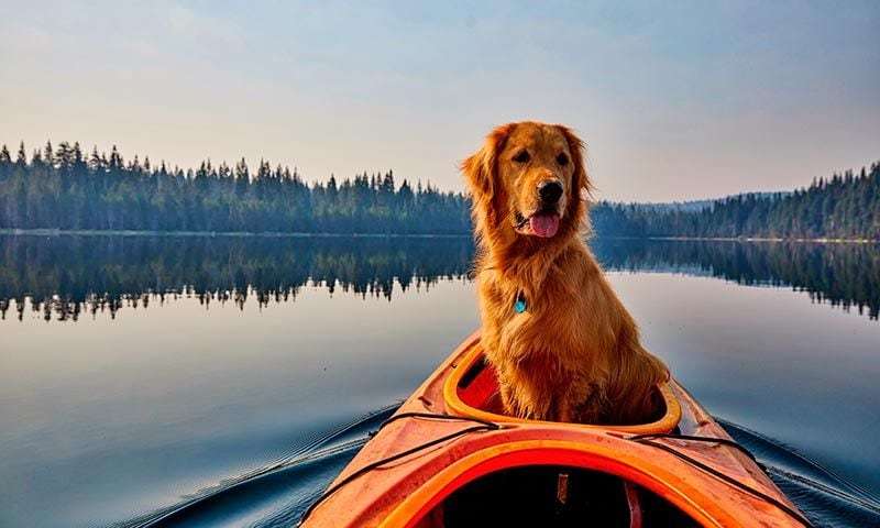 golden retriever