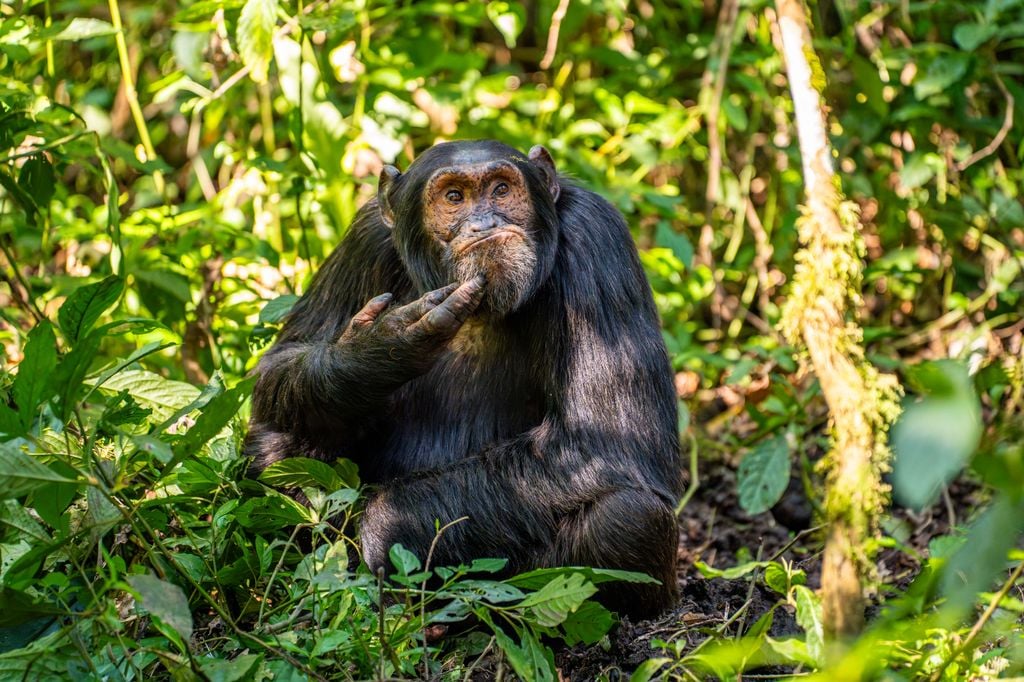 El chimpancé contemplativo
