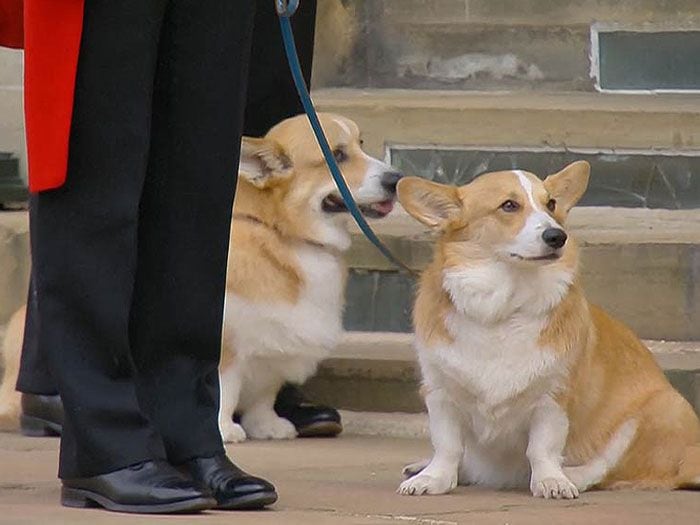 Perros de la reina Isabel II en su despedida en Windsor