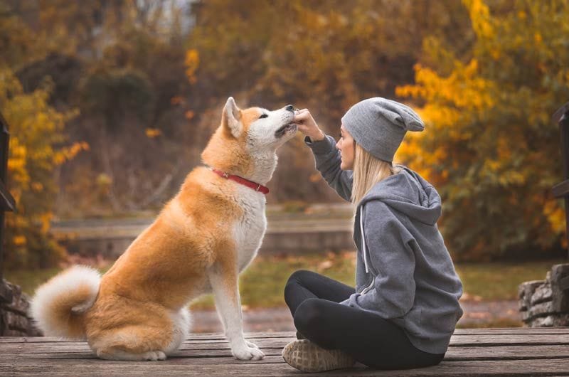 akita inu