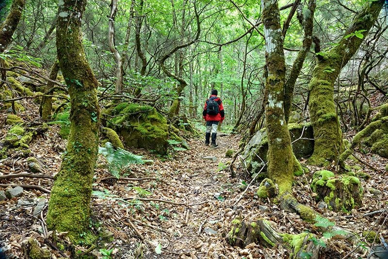 Bosque_en_la_Ruta_del_Silencio_San_Cristobal_Villanueva_de_Oscos