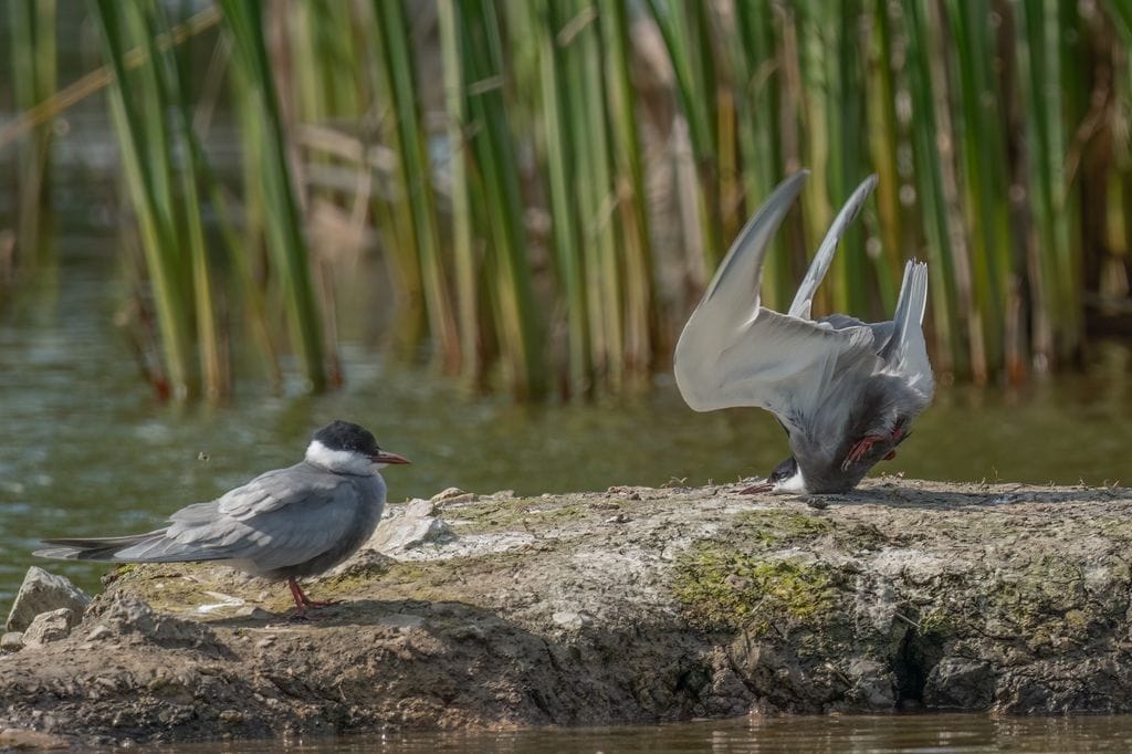 Whiskered Tern crash upon landing