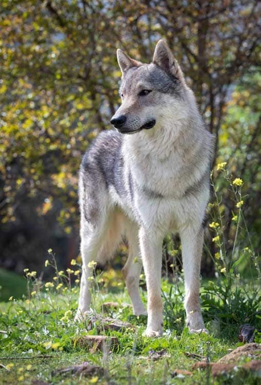 Perro lobo checoslovaco en un bosque