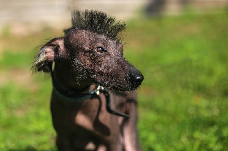 xoloitzcuintle3