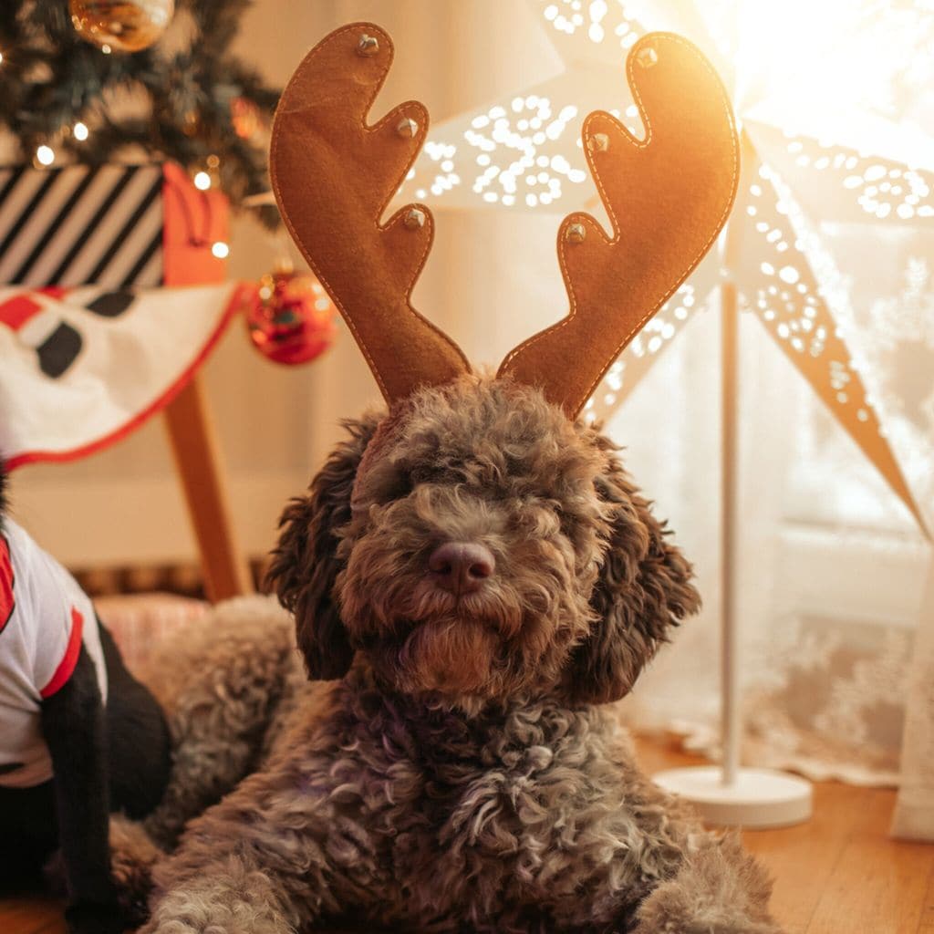 mascotas en navidad