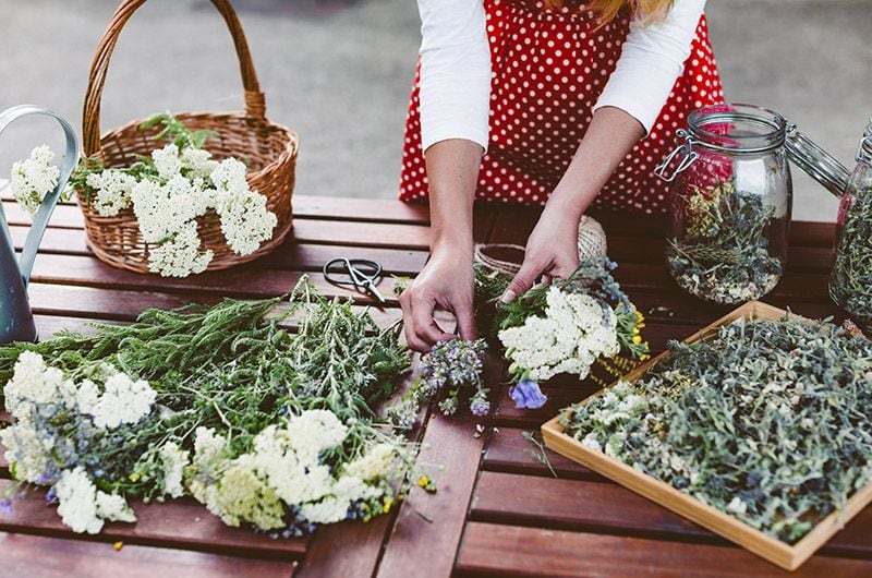 plantas medicinales