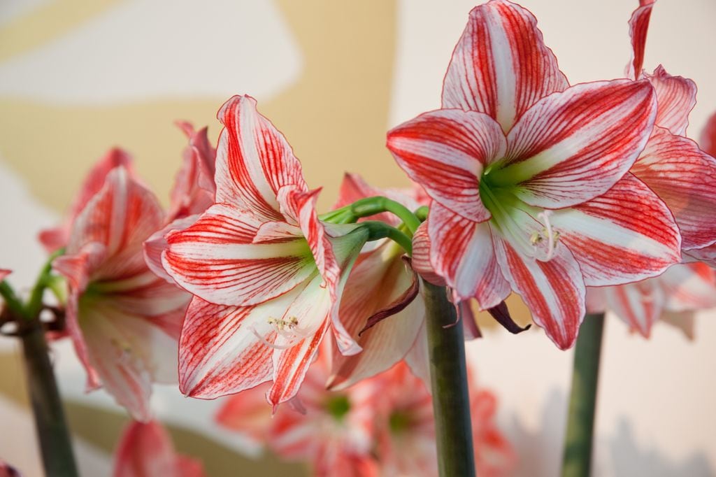 Flores de la amarilis ('Hippeastrum spp.') 