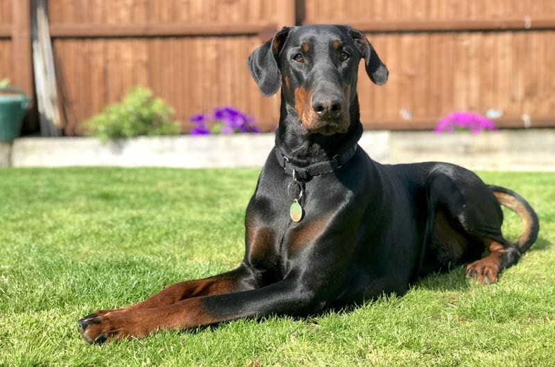 doberman perro