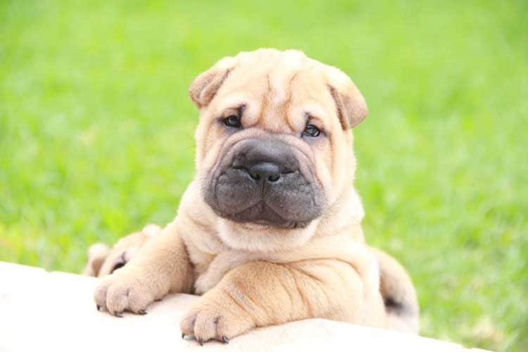 Cachorro de shar pei