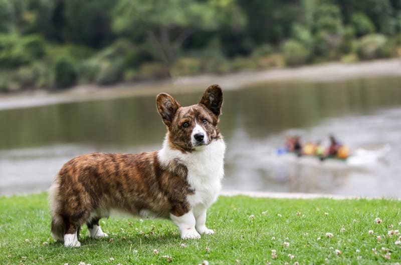 adobe corgi cardigan