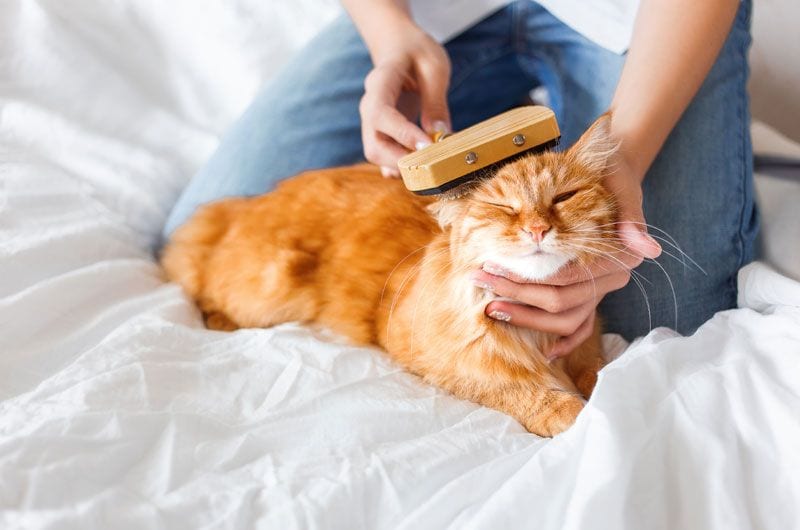 istock cepillo gato