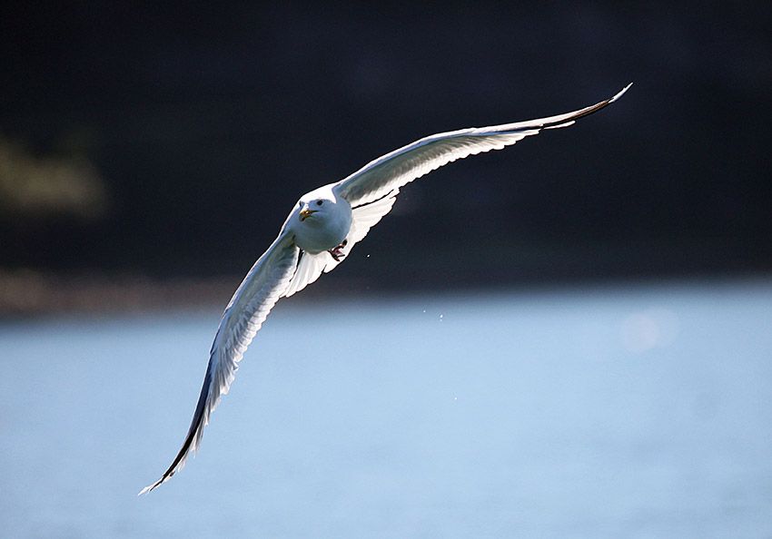 Acantilados-de-Moher-irlanda-aves-fauna-