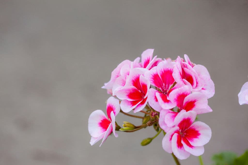 Pelargonium peltatum