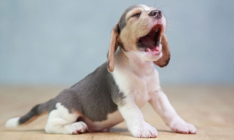 beagle aullidos