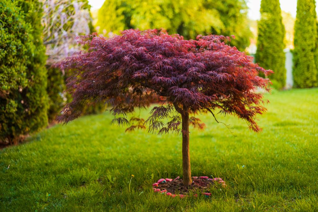 Arce japonés (Acer palmatum)