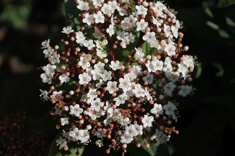 plantas conquistan jardin otoño hola decoracion 03